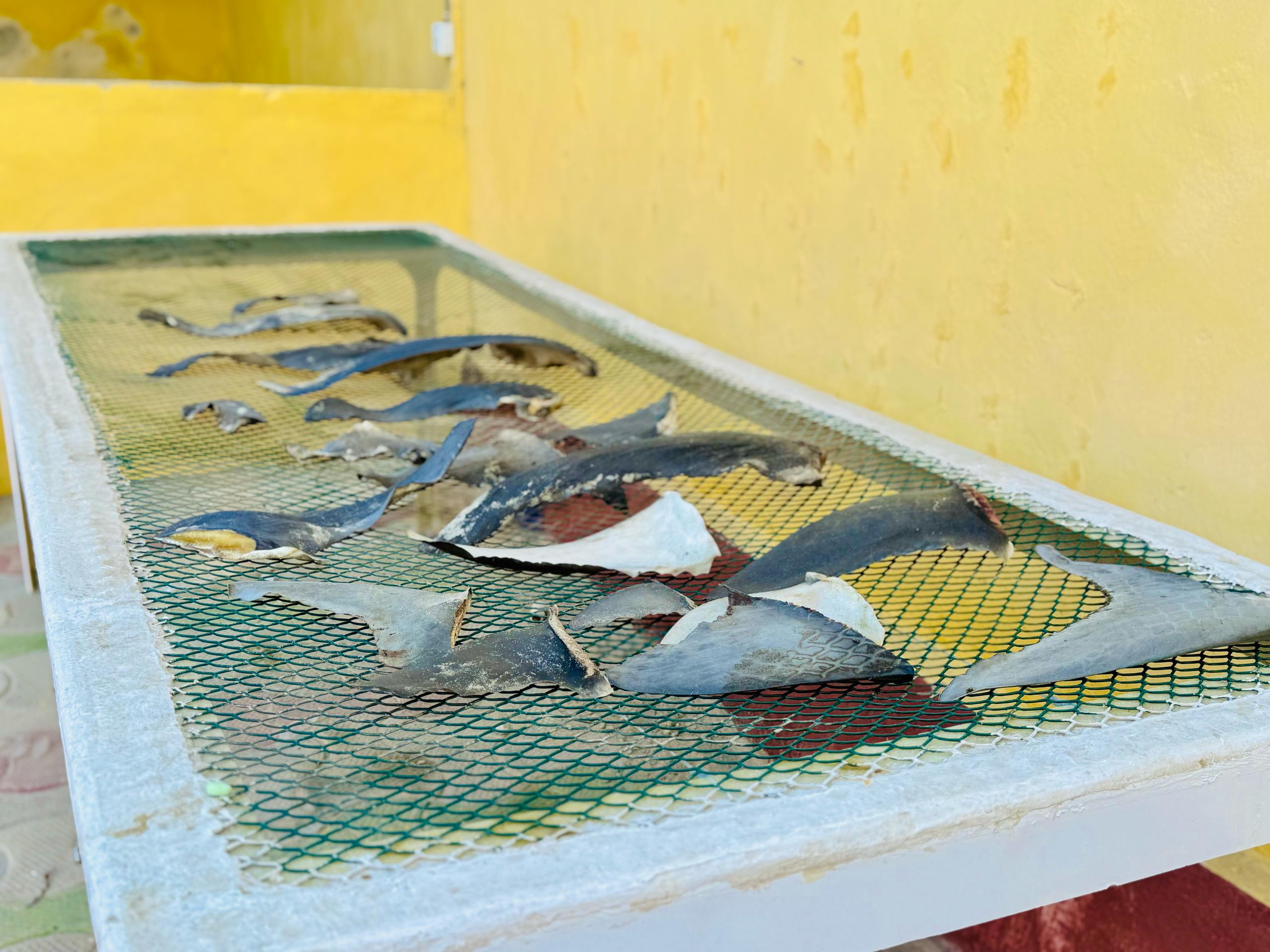Fish Market Assessment in Jubaland